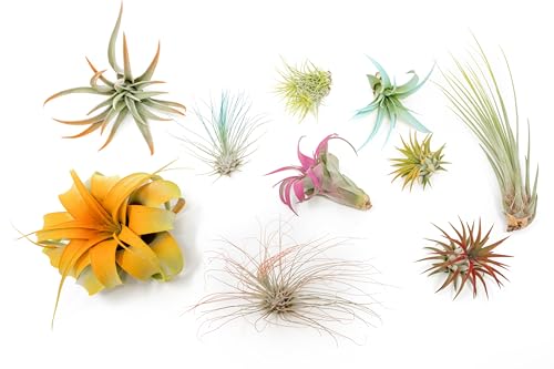 10 Assorted Colorful Air Plants Variety Pack - Vibrant Color Enhanced Tillandsias - Live Tillandsia Succulent House Plants - Wholesale and Bulk - Home and Garden Decor -Easy Care Indoor/Outdoor Plant