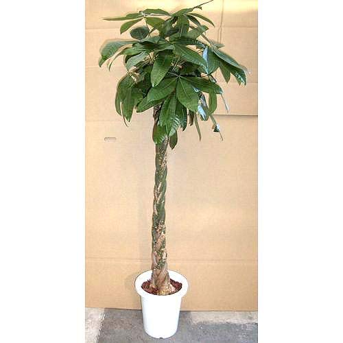 Amazon | プランツネット(Plants Net) 観葉植物 パキラ・アクアティカ