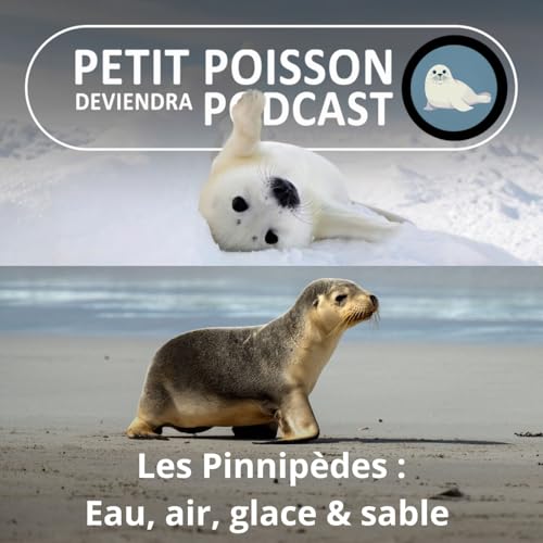S05E27 Les Pinnip&egrave;des : Eau, air, glace, sable... partout dans leur &eacute;l&eacute;ment !