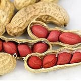 kiskick 50 Pz/Borsa Semi di Arachidi Decorativi Commestibili Colore Vibrante Crescita Rapida Fresca Piantare Semi Forniture da Giardino Coltiva Il Tuo Giardino di Erbe Semi