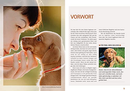 Wilde Welpen & kleine Jagdnasen: Jagdhundwelpen in Familienhand