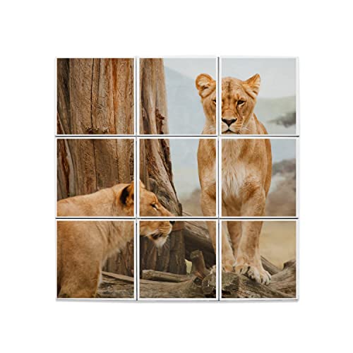 Carreaux Céramique Lionnes Afrique de qualité supérieure 60x60cm