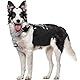 OUOBOB Hundegeschirr mit Rucksack (Abnehmbar) - Wasserdichter Wanderrucksack für Mittel/Große Hunde - Atmungsaktives Mesh, Verstellbar & Robust - Ideal für Labrador, Schäferhund, Camping & Reisen