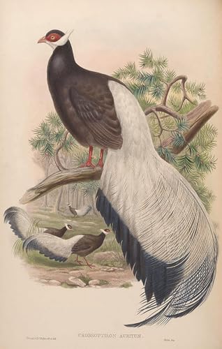 Peinture murale oiseau John Gould : sublimez le décor de votre salon moderne