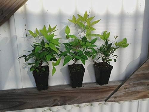 Miniatura 2 de 10 plantas enanas Nandina Firepower (arbusto ornamental) hermoso raro