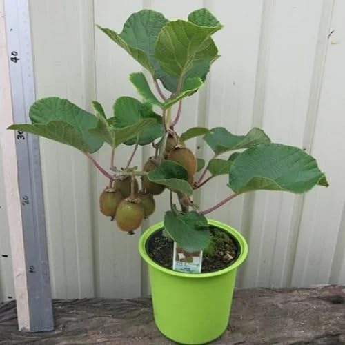 ONLINE PLANT BAZAR Original Kiwi Fruit Hayward Variety Live Plant (B0CQ2XRSND) Amazon Price History, Amazon Price Tracker