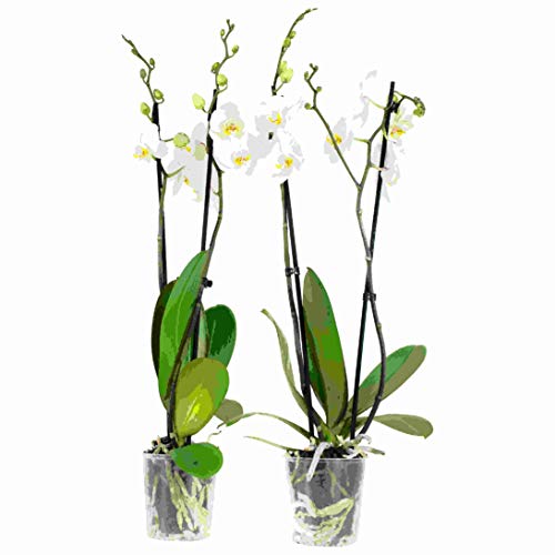 Choice of Green - 2 Phalaenopsis Springtime -Butterfly Orchid - Live Indoor Plant in Growerspot Diameter 12 cm - Height 60 cm - Quality from Holland - Fresh from The Grower