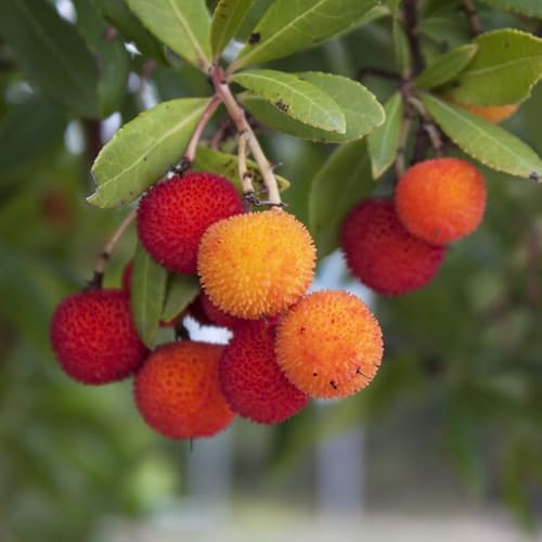 Madroño de balcón resistentes y orgánicas de oficina columnar semillas comprar bonsáis jardín perennes jardín 10pcs