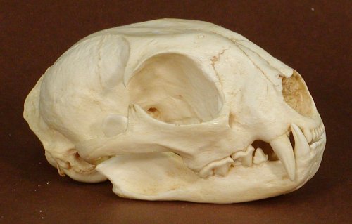 Bobcat Skull Replica