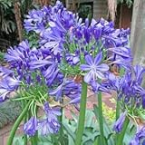 CADEAU IDÉAL POUR LES JARDINIERS : Quoi de mieux que d'offrir à un jardinier une collection complète de graines pour avoir un jardin abondant.