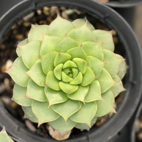 ファンフィー 7.5cmポット 多肉植物 エケベリア Echeveria 福岡県産 多肉 観葉植物 インテリアグリーン 寄せ植えに ke 1本 1