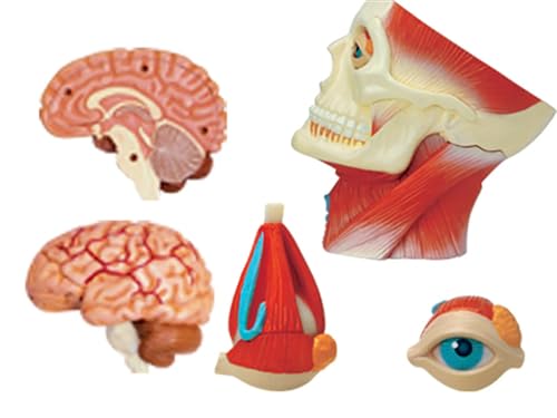 Modèle neurovasculaire demi-tête AMITD idéal pour vos révisions - 5