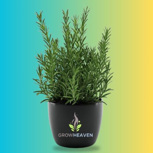 Image of LIVE PLANTS (ROSEMARY)