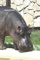 Notebook: A Photo Of Hippopotamus, Hippo, animals, zoo, Office Planner, Chaos Coordinator, Journal for Writing, Planners and Diaries to Write in, College Ruled Size 6" x 9", 120 Pages, Blank dotted 1659457327 Book Cover