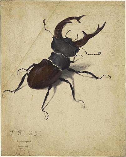Cervo volante di Albrecht Dürer cuadro para salón o estudio
