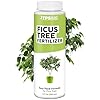 Ficus Tree Fertilizer – Liquid Plant Food for Lush Foliage, Stronger Roots & Healthy New Growth, 8 oz
