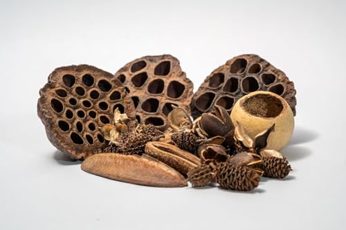 Seed Pod Aquarium Decor Botanical