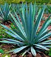 Agave filifera - Maguey-Agave - 10 Samen - frosthart : Amazon.de: Garten