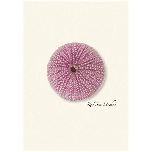 Image of Earth Sky + Water - Sea Urchin Assortment Notecard Set - 8 Blank Cards with Envelopes (2 each of 4 styles)