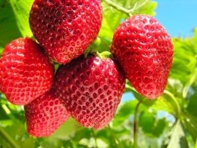 Image of Bigreen Live Red Gauntlet Strawberry Plant a€ inch Healthy Hybrid Live Fruit Plant for Home Gardening, Balcony, Terrace, Organic Farming a€ inch High Yield & Fast Growing - Pack of 1