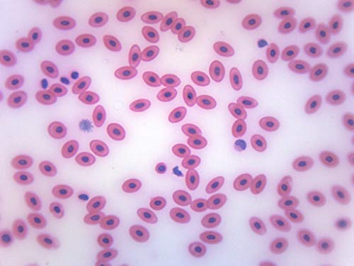 EISCO Frog Blood Smear, Prepared Microscope Slide - 75 x 25mm - Biology & Microscopy