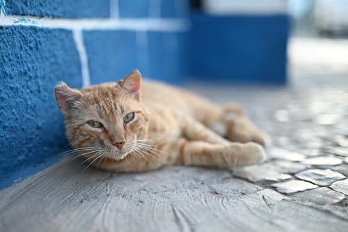 Nikon NIKKOR Z 50mm f/1.4