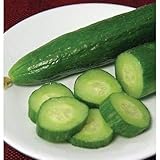 Beth Alpha Cucumber Seeds (60+ Seed Package)