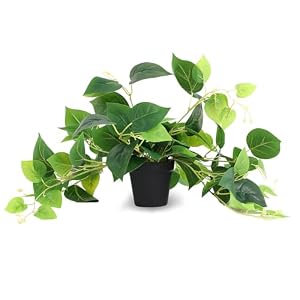 Tiita Artificial Pothos Plant in Pot, 1 Pack for Desk and Shelf Decor