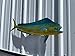 37 Inch Cow Dolphin Full Mount Fish Replica – Two-Sided Fiberglass Wall Decor for Indoor or Outdoor Display