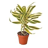 Garden Wrld Dracaena 'Song of India' (Nursery Pot, 4')