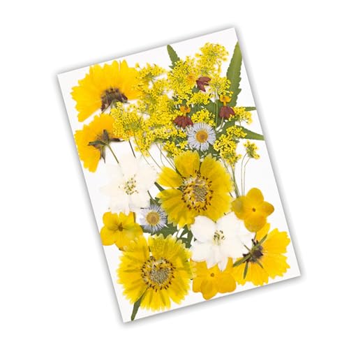 Set artesanal de flores secas prensadas para decoración miniatura 4