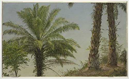 Poster de palmiers en Jamaïque par Church, affiche décorative idéale pour réchauffer un salon chic