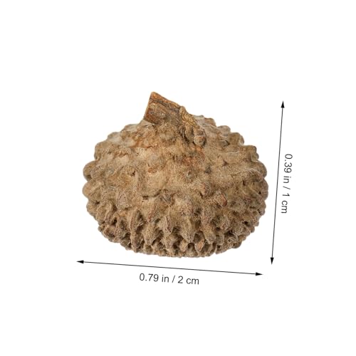 Cáscaras naturales de bellota para manualidades 50 piezas miniatura 2