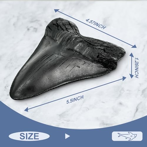 Image of Carcharodon Megalodon Giant Shark Tooth with Serrations,Suitable for Museums, Schools, Home Collections 5.5 inch (Black)