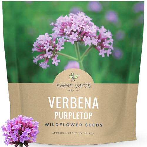 Purpletop Verbena Large 1/4 Ounce Seed Packet 25 000 Flower Seeds for Planting Verbena bonariensis