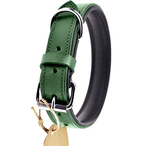 Schnüffelfreunde Halsband für Hunde aus Leder, Hundehalsband für den großen, mittleren und kleinen Hund, Lederhalsband gepolstert, robust (L - 36-45cm, Grün)