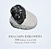 Phacops Trilobite Fossil Morocco 390 Million Years Old #13814 10o