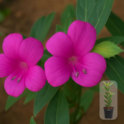 Image of Indian Gardens - Magenta Colour Barleria cristata /Decemeber flower plant with 4 inch Pot