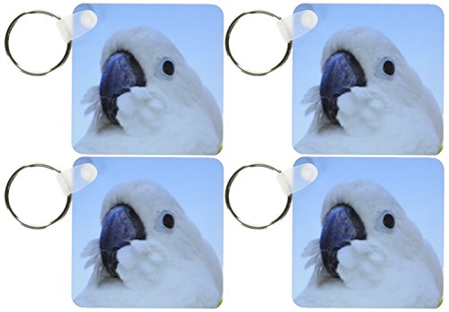 Cacatoès aux yeux bleus porte-clés oiseau endémique lot de 4