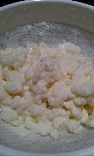 Live RAW Milk Kefir Grains culture (Teaspoon)