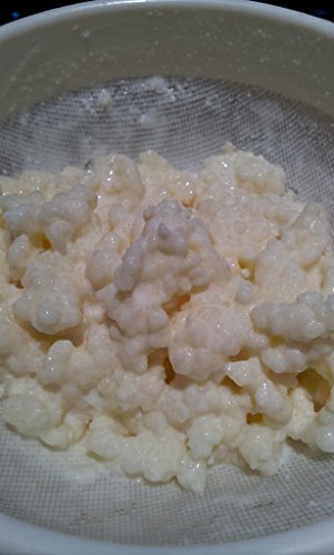 Live RAW Milk Kefir Grains culture (Teaspoon)