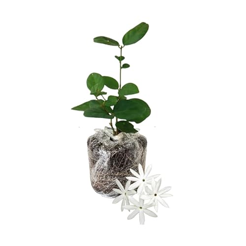 Common Jasmine Plant Live, Climbing Indoor/Outdoor Vine