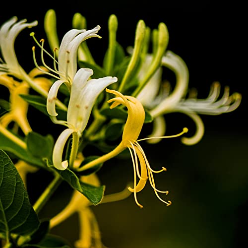 Haloppe 50 Unids Flores de Madreselva Semillas de Plantas para la Plantación de Jardín en Casa, Semillas de Madreselva Flores Fragantes Planta de Hierbas Jardín de Casa Bonsai Decoración