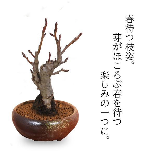Amazon.co.jp: 遊恵盆栽 盆栽：姫りんご*(瀬戸焼三彩鉢) 実物花盆栽