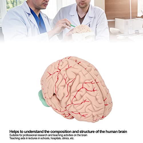 Modelo de cérebro humano, modelos cerebrais anatomicamente precisos para exibição de escola hospital