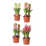 orientalisme peinture delacroix  Hyacinthus Orientalis  Pack 4 Plantas  DECOALIVE  Flores de Exterior  Bulbos