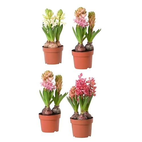 Hyacinthus Orientalis | Pack 4 Plantas | DECOALIVE | Flores de Exterior | Bulbos