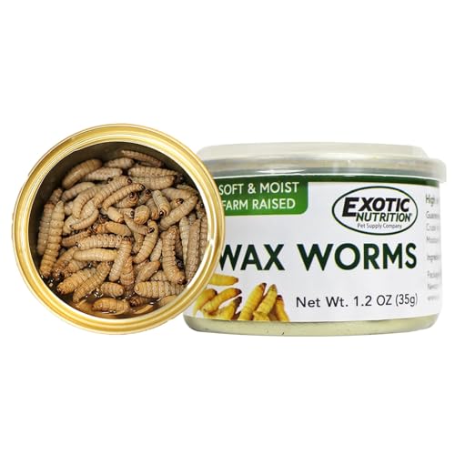 Waxworms enlatados (pacote com 6) - Petiscos saudáveis com alto teor de proteína - Ouriços, planador