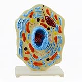 Modelo De Célula Animal Instrumento De Enseñanza Biológica Estructura Submicroscópica Celular para Clases De Biología De Escuela Secundaria, Exhibiciones De Enseñanza Y Aprendizaje De Laboratorio