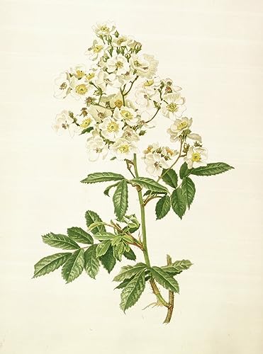 Toile Rosa Multiflora Alfred Parsons de qualité musée - Impression portrait d'art